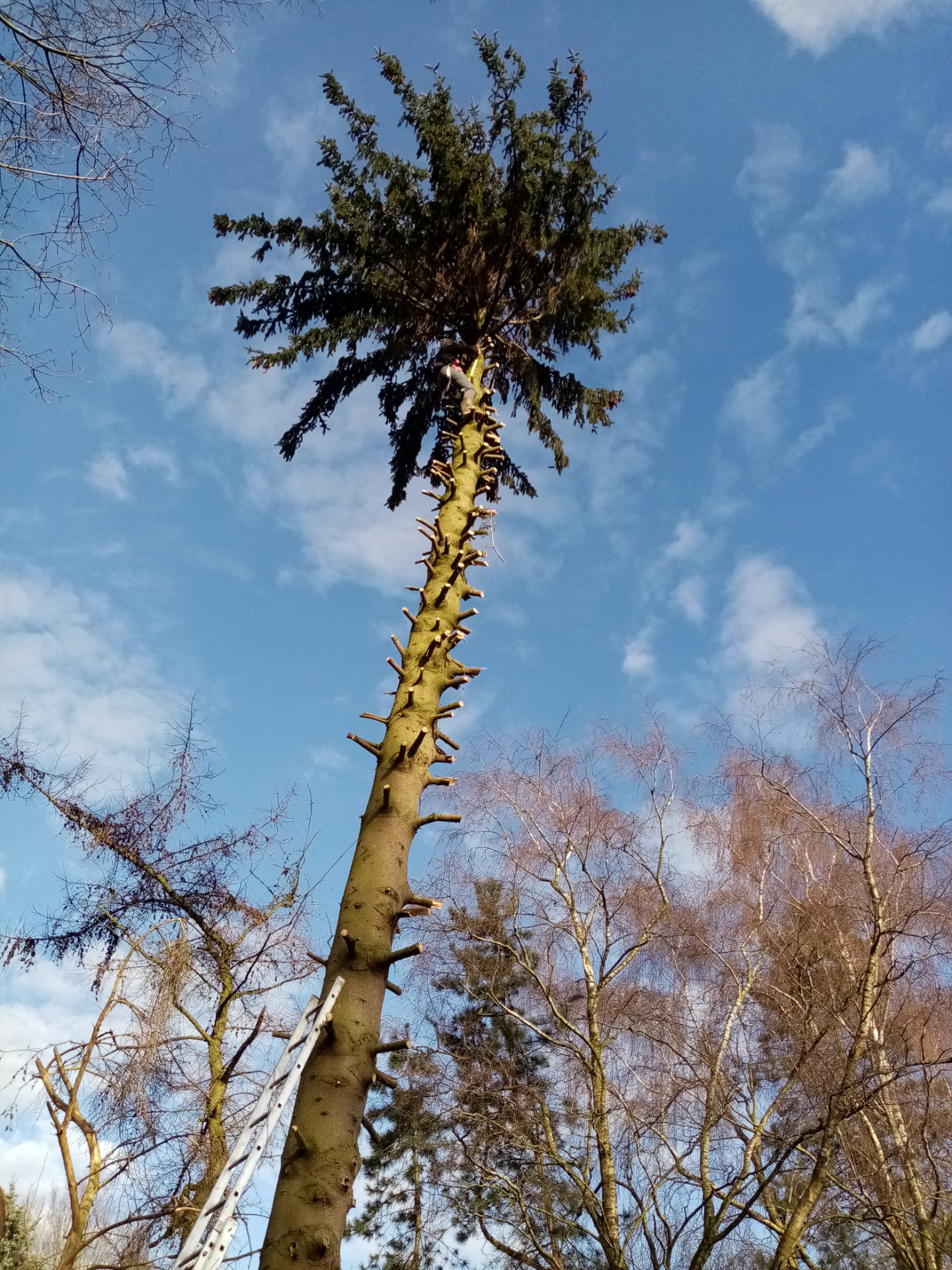 februari 2021 verwijderen van takken voor het omzagen van de 21 meter hoge boom. Ladder gaat tot 6 meter vanaf de grond. als je goed kijkt, zie je mij bovenin de boom