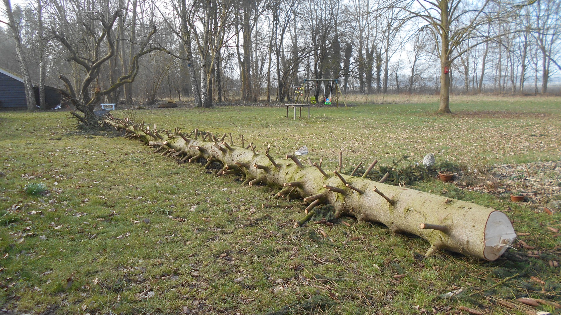 en hier ligt ie dan, gezaagd op 6 meter hoogte. De lengte van deze stam is 15,5 meter